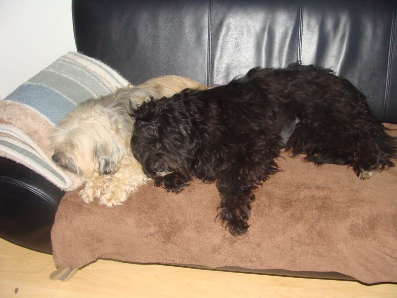 sofa1