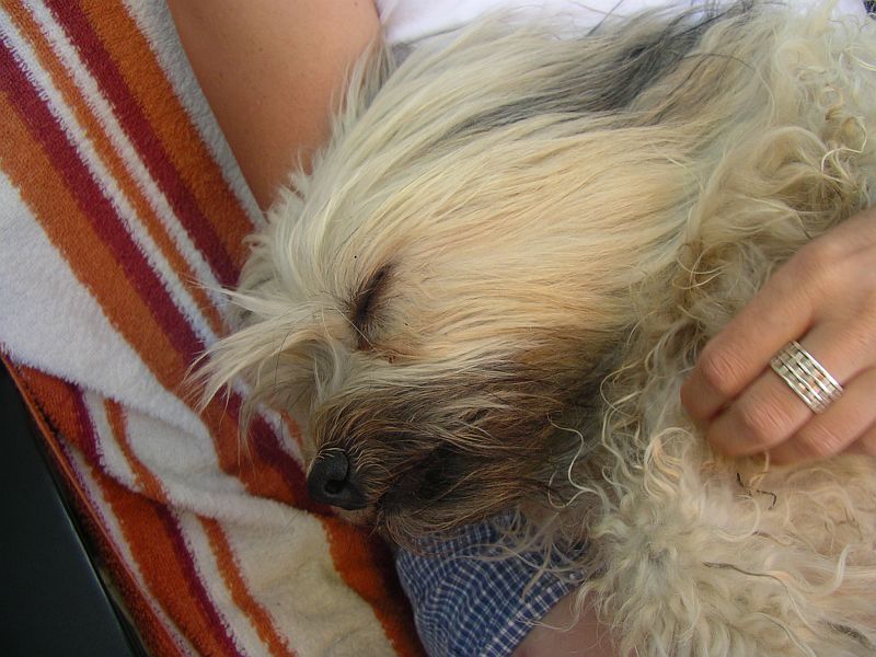 tessa august 2008-1 tessa august 2008-1