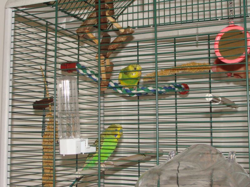 vogel