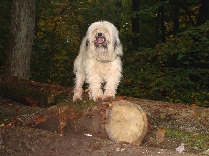 wald