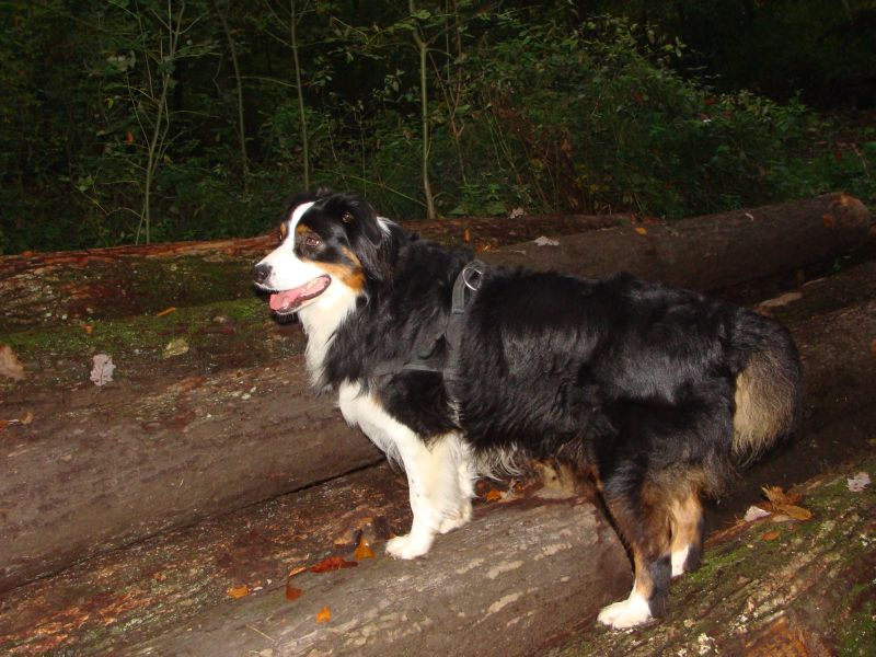 wald1