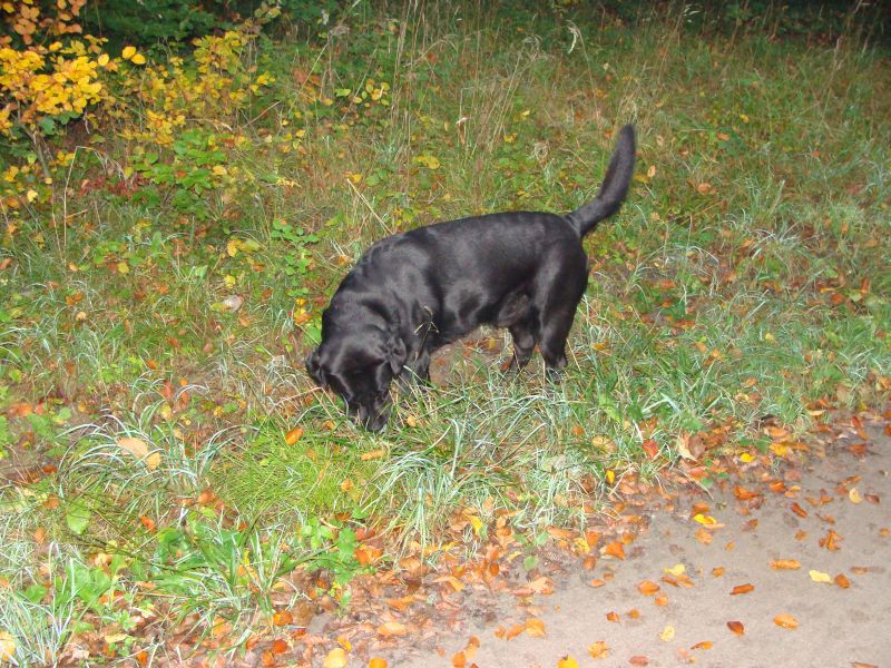 wald3