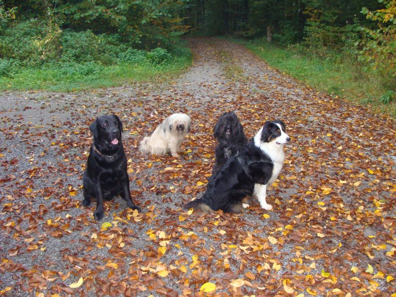 wald4