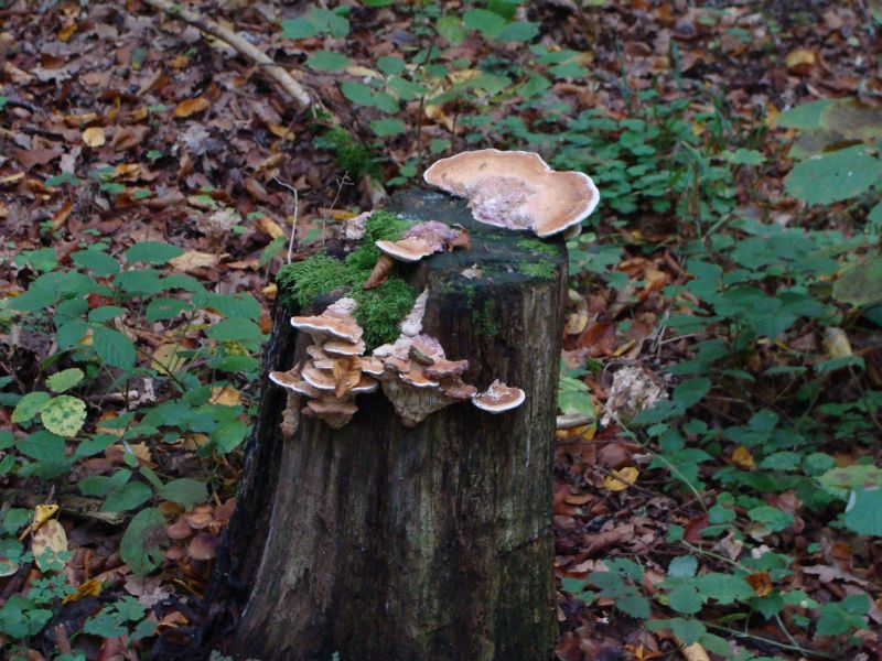 wald6