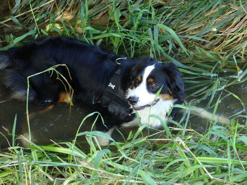 wasserratte1