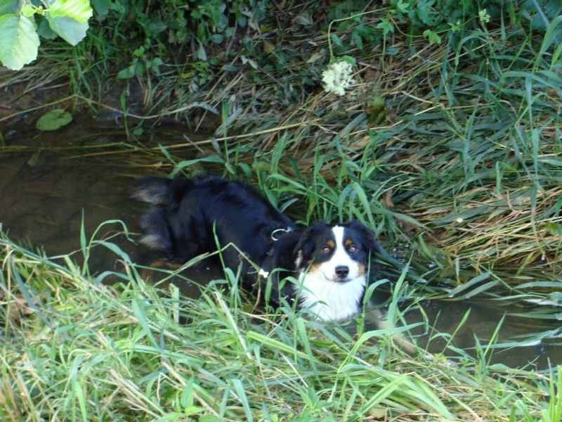 wasserratte2 wasserratte2